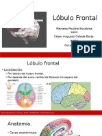 Lóbulo Frontal