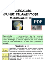 Mucegaiurile