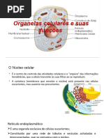 Organelas Celulares e Suas Funcoes