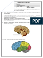 Guia de Actividades Encefalo