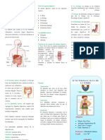Aparato Digestivo