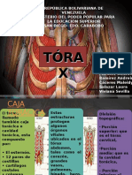 Torax Anatomia - Odp