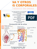 Examen Basico de Orina