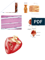 Tipos de Musculos