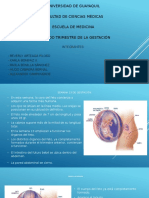 13 A La 16 Semana de Gestación