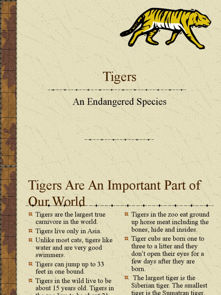 Tigers: An Endangered Species | PDF