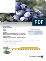 Ficha Tecnica Arandano PDF