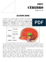 037 Anatomy Book Cérebro