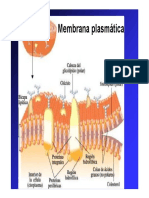 3-Membrana-fotosintesis-y-respiracion-2010.pdf