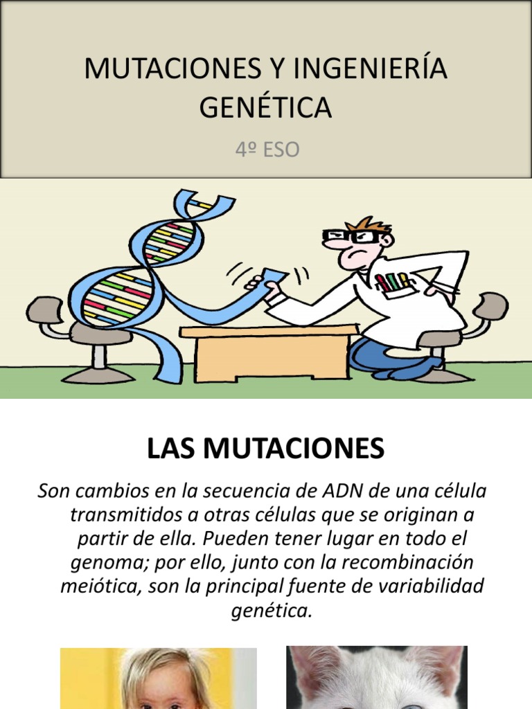 MUTACIONES E INGENIERIA GENÉTICA 4 ESO.pdf | Mutación | Gene