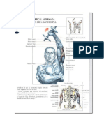 NOMBRES Musculares