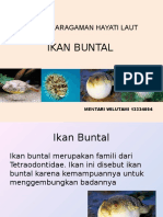 Ikan Buntal