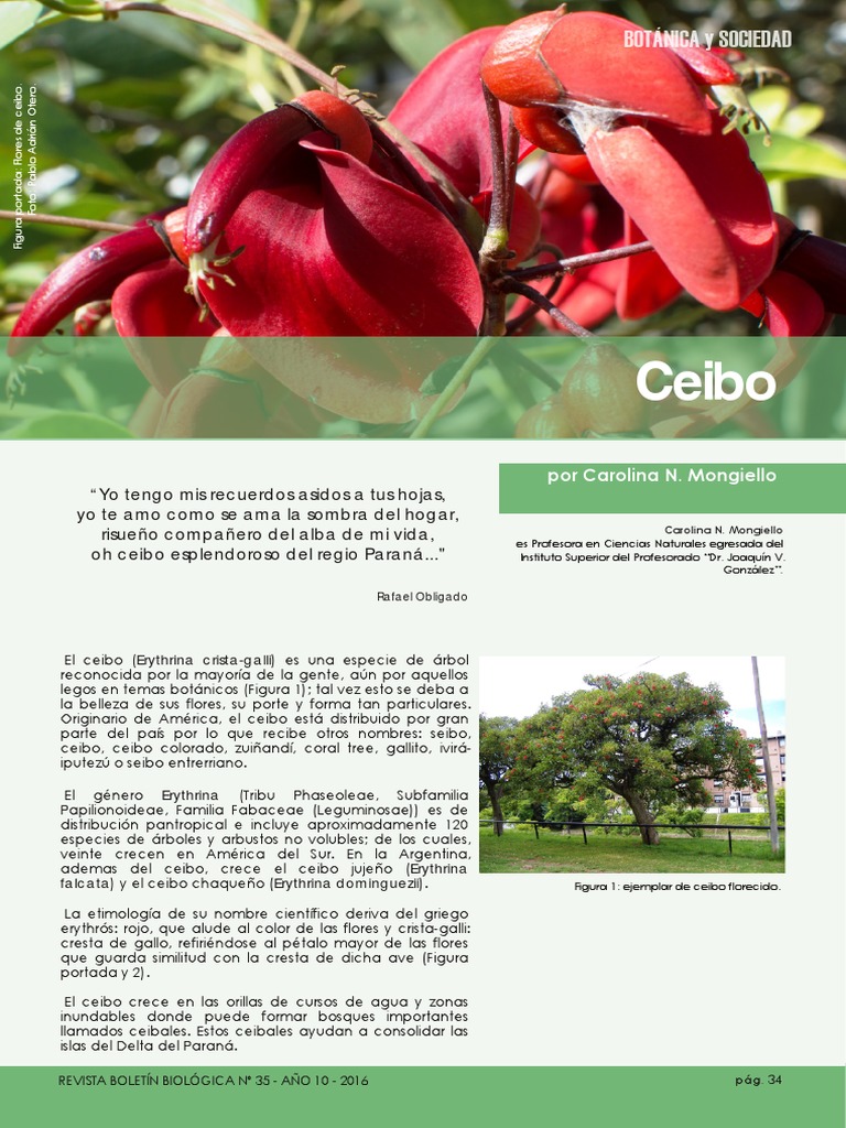 El Ceibo | PDF | Hoja | Fruta