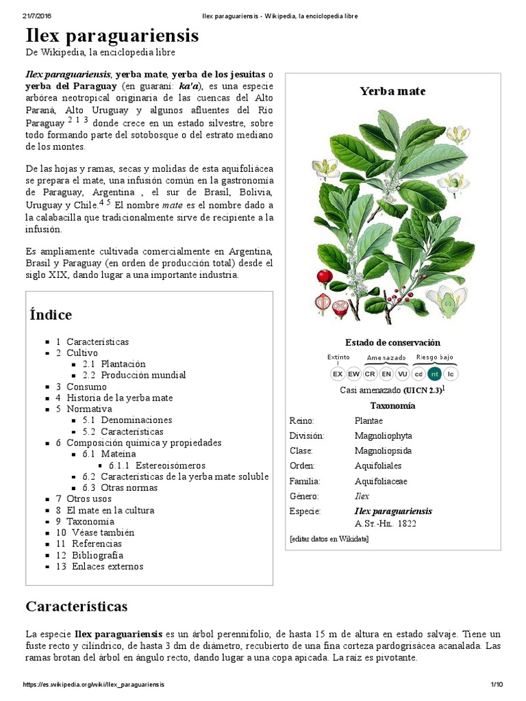 Ilex Paraguariensis Plantas Bebidas