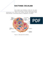 Estructura Unicelular