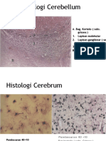 Histologi Cerebellum