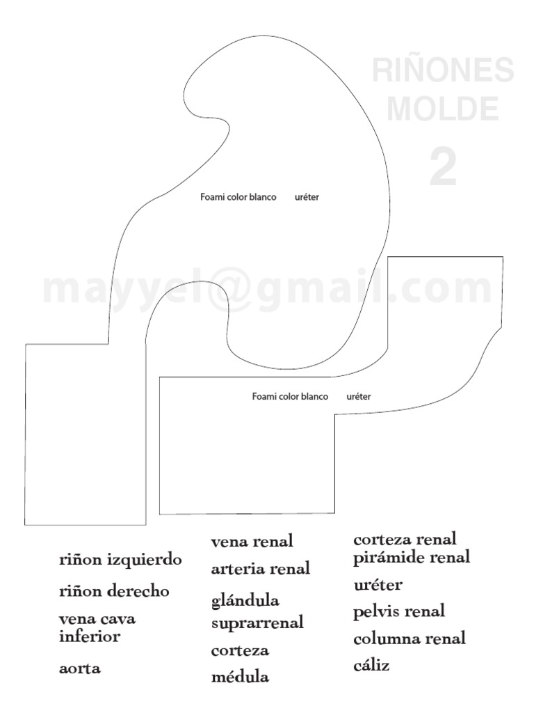 Riñones 2 PDF | PDF