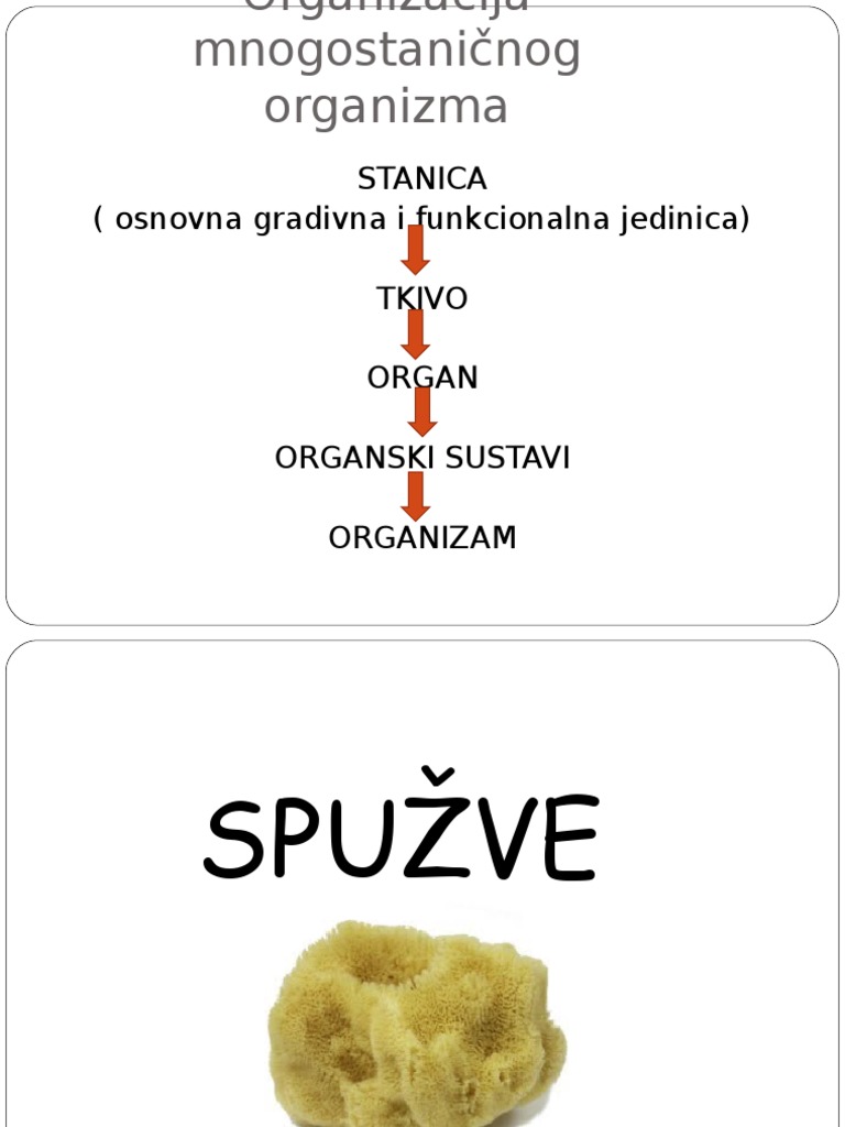 Spuzve