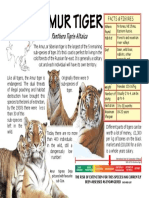 Amur Tiger: Panthera Tigris Altaica