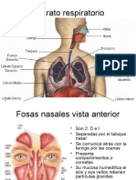 Anatomía Aparato Respiratorio