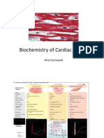 Biochemistry of Cardiac Muscle
