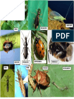 Controladores Biologicos en Esparrago