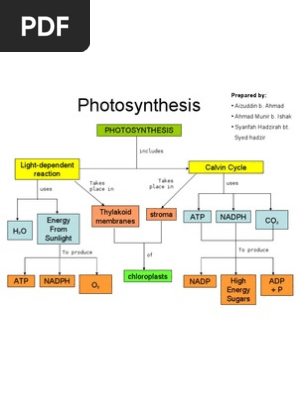 Photosynthesis Concept Map Worksheet Answer Key