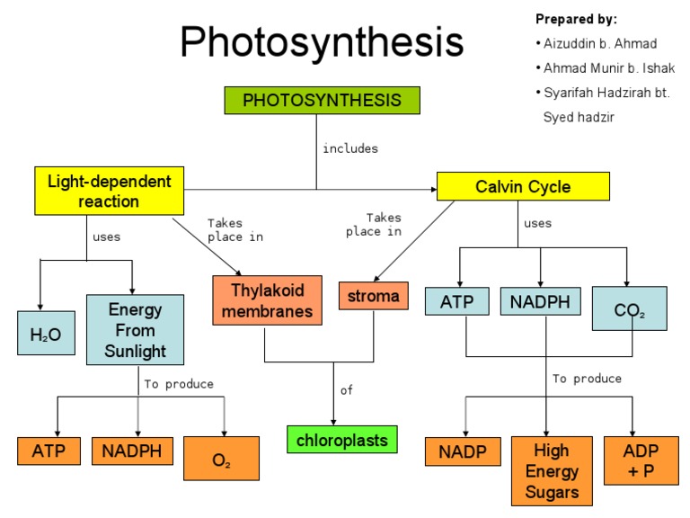 Concept Map Of The Entire Process Of Photosynthesis Concept Map - Photosynthesis | Pdf | Photosynthesis | Biotechnology