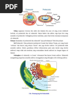 Download Perbedaan Sel Eukariotik  Prokariotik by Wiwik Septiani SN31920865 doc pdf