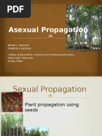 Bridge Grafting and Inarching Damaged Fruit Trees | PDF | Grafting | Trees