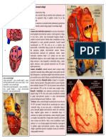 314234298-Lp-15-Vascularizatia-Cordului-Pericardul-1.pdf