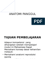 Anatomi Panggul