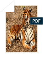Tiger 04