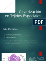 Cicatrización Tejidos Especiales