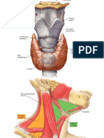 Cuello Anatomia