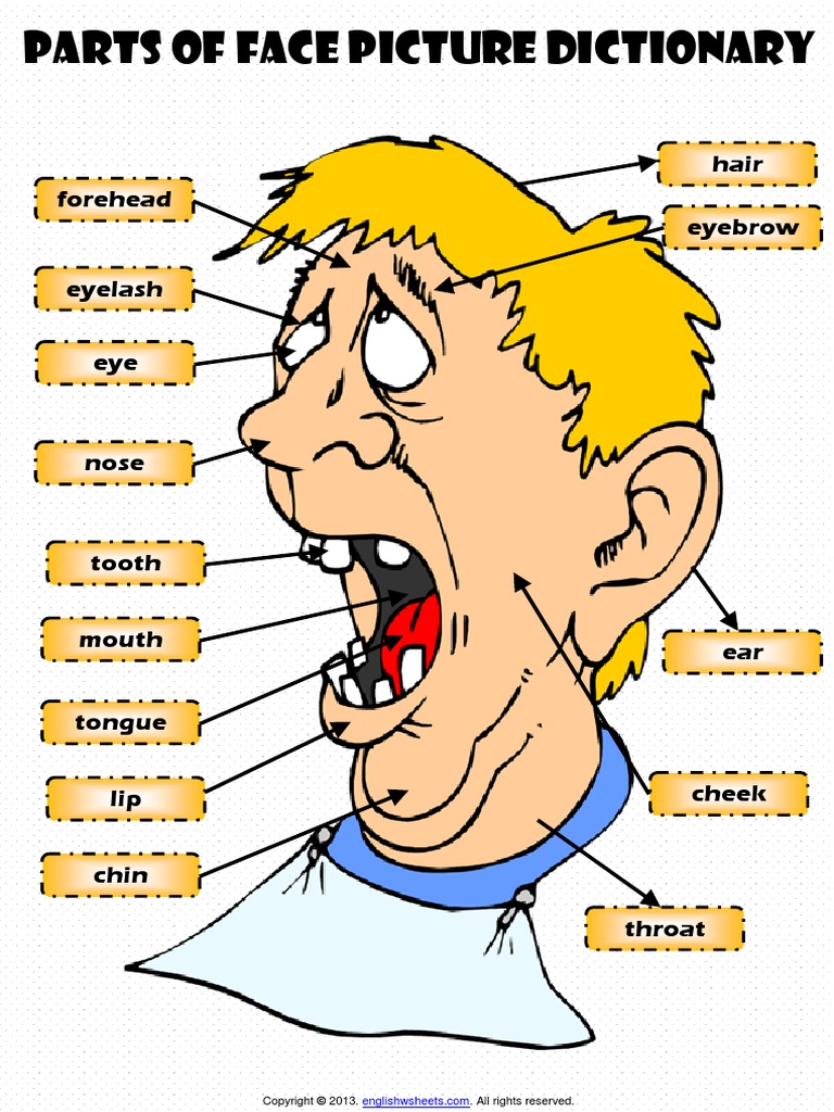 Parts of Face Organs Pictionary Poster 1 Vocabulary Worksheet PDF | PDF ...
