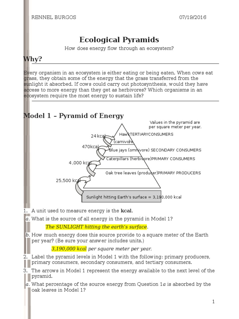 Worksheets Ecological Pyramid Worksheet 26 ecological pyramids s rennel food web ecology