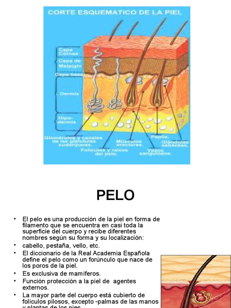 Anatomía y ciclo del cabello humano | PDF | Pelo | Anatomía