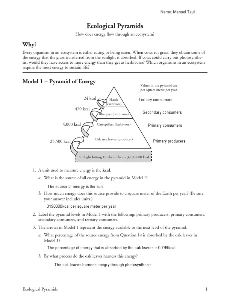 26 Ecological Pyramids Manuel Tzul | PDF | Food | Systems Ecology