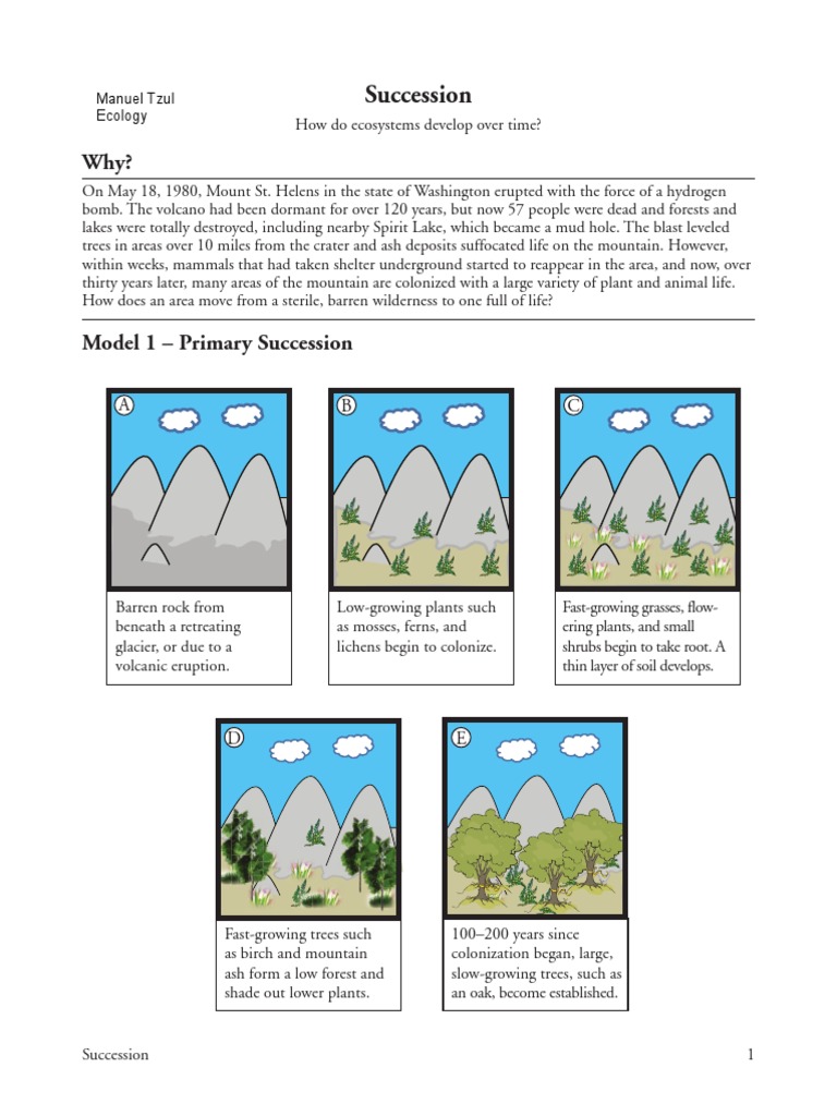 27 succession-s manuel tzul | Plants | Trees