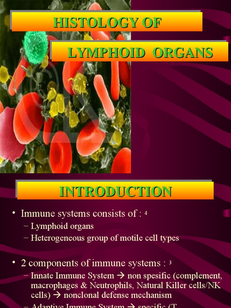 Histology of Lymphoid Organs | PDF | Lymph Node | Lymphatic System