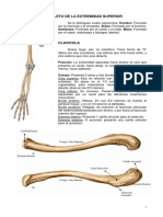 Osteología - Extremidades