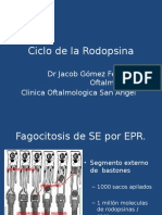 8.3 Ciclo de La Rodopsina (JACOB)