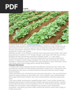 Download Budidaya Ubi Jalar by Kariyadi Pratama SN319568635 doc pdf