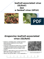Grapevine Virus