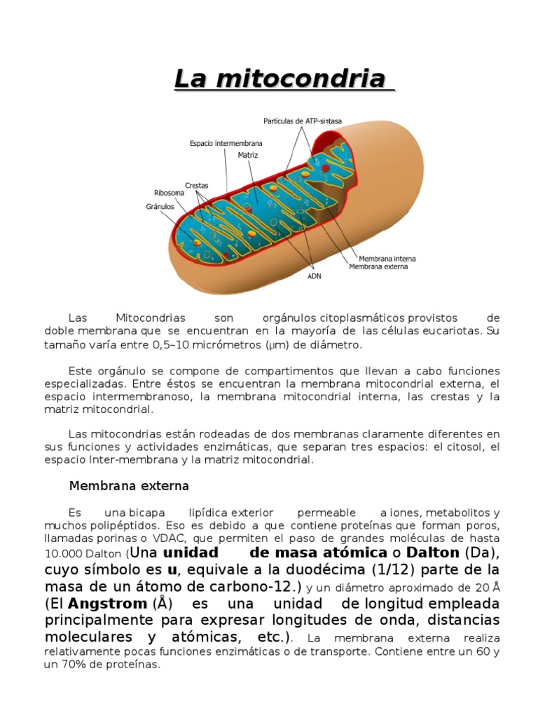 mitocondria