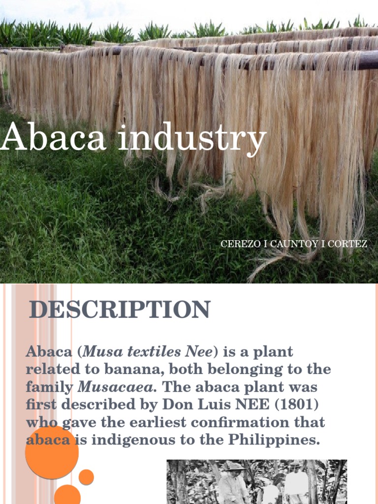 Abaca Industry Overview in the Philippines | PDF | Technology & Engineering