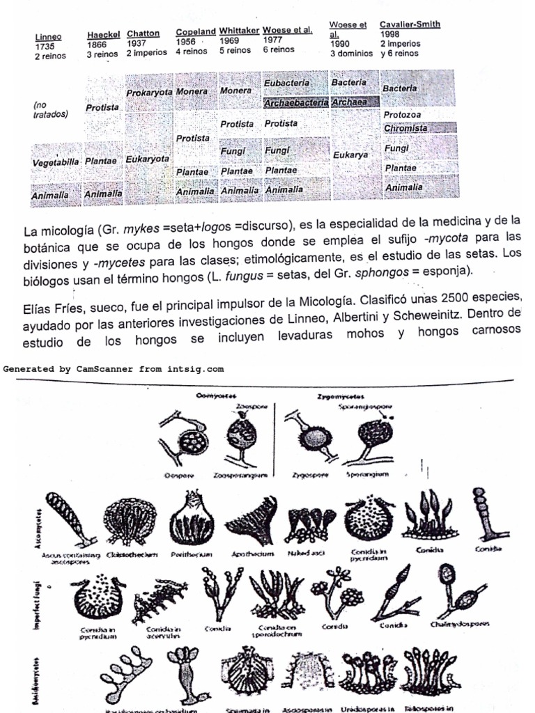 Microbiologia 2 Observacion de Las Estructuras de Hongos Fes Zaragoza ...