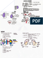 Urinary SystemR.pdf