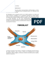 Fibroblast